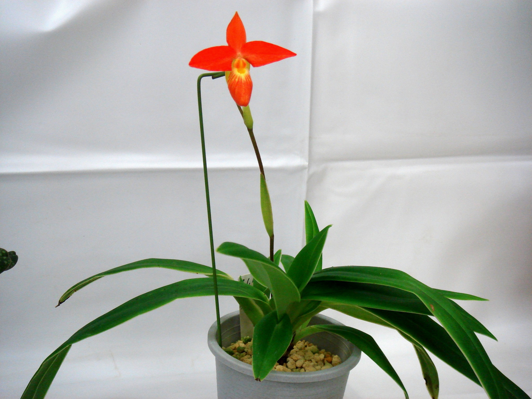 Phragmipedium besseae Dodson & J. Kuhn